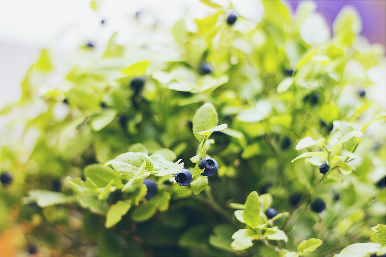 blueberries fruit plant free photo