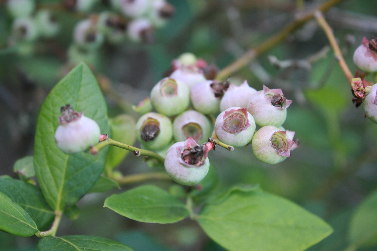 blueberries unripe before season free photo