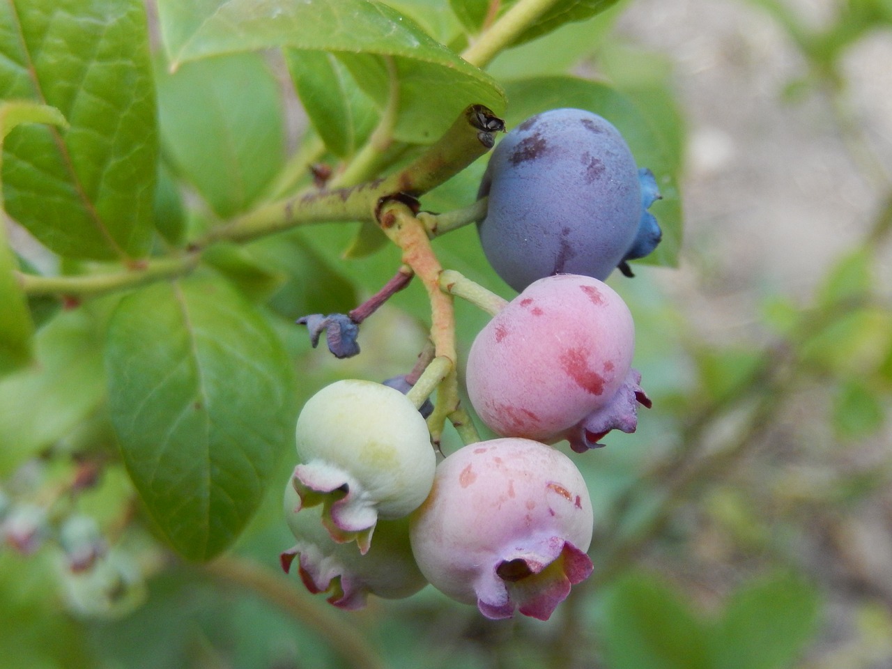 blueberries garden fruit free photo