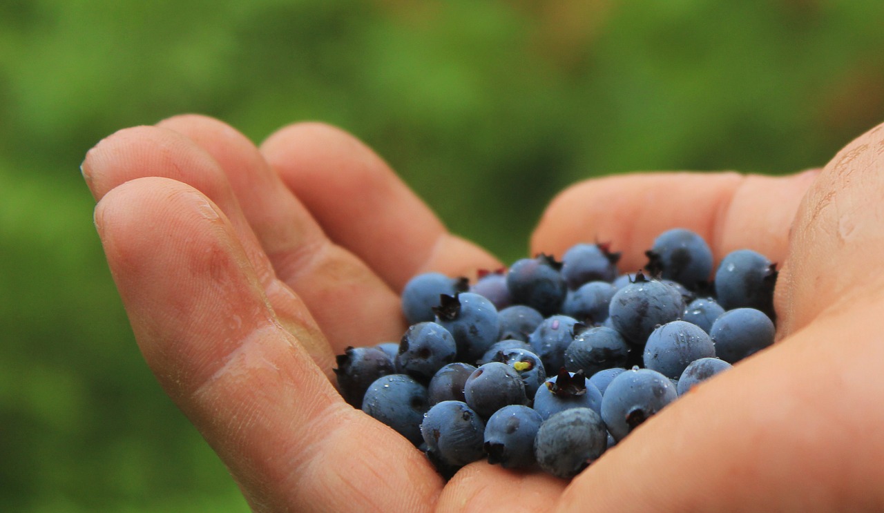 blueberries harvest collect free photo