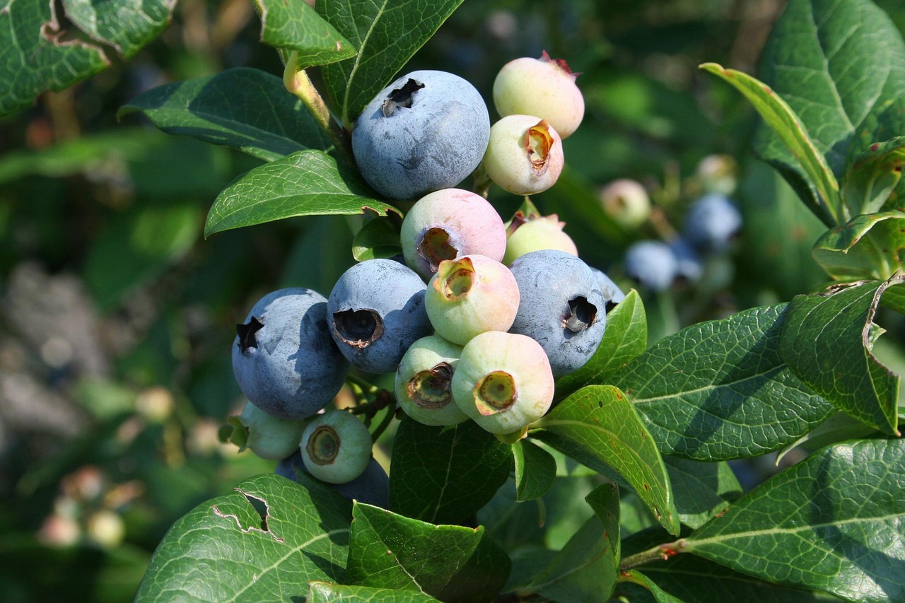 blueberries growing plant free photo