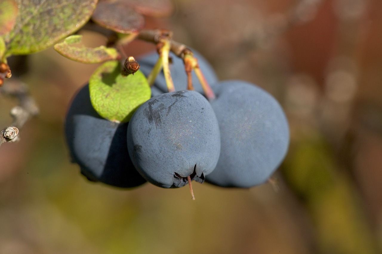 blueberries fruit fresh free photo