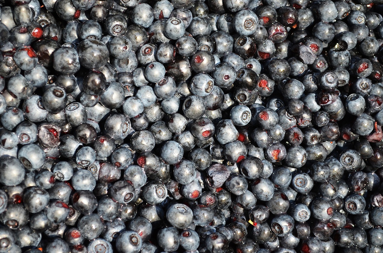 blueberries fruit bilberry free photo