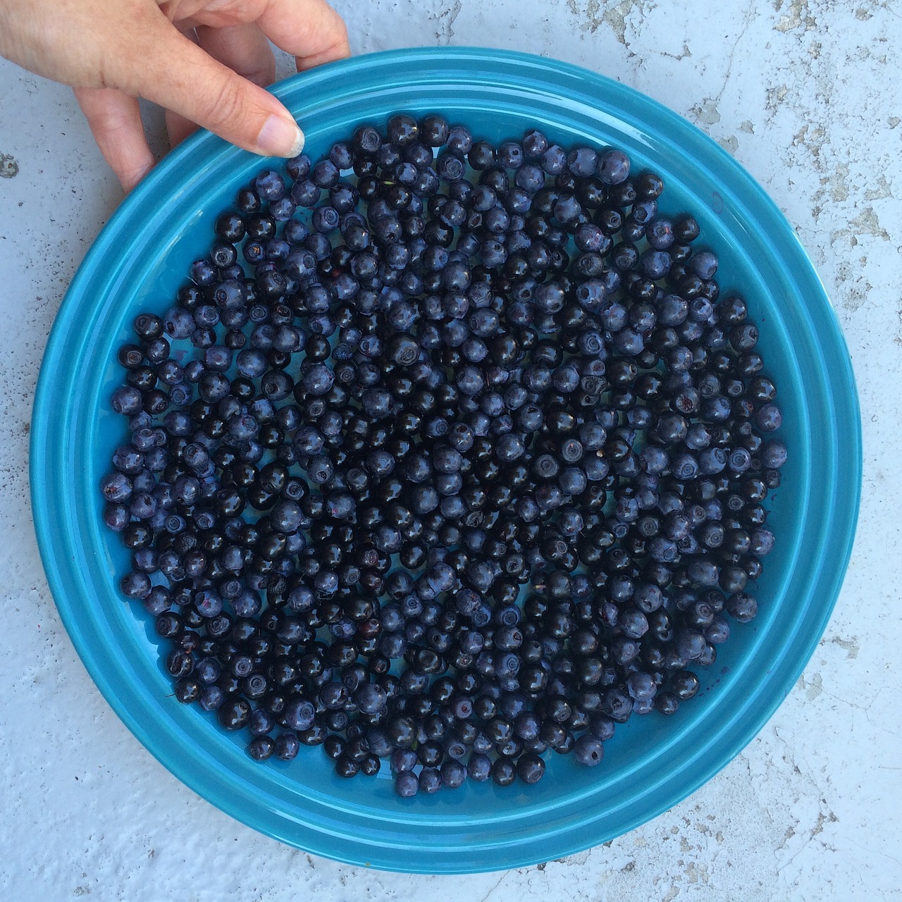 blaubeere blueberries berry free photo