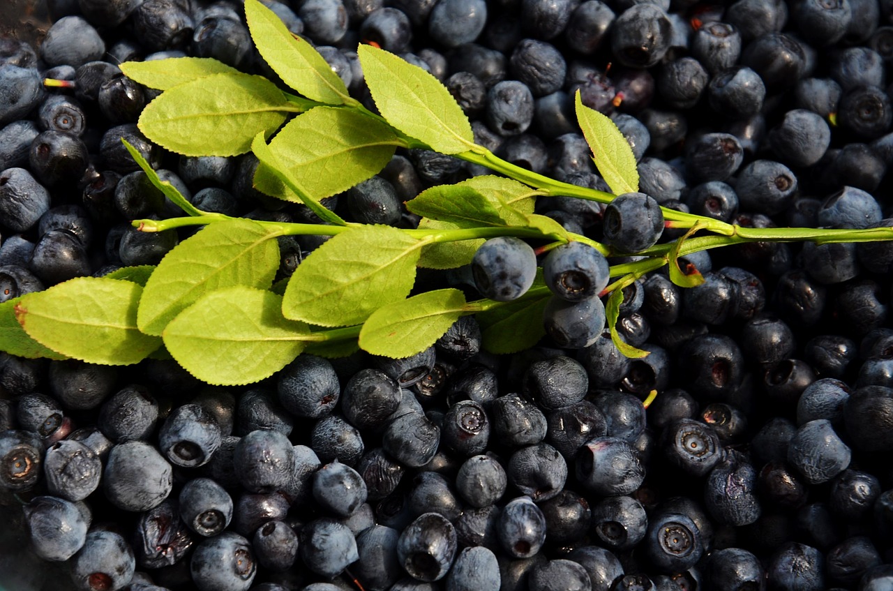 blueberries fruits food free photo