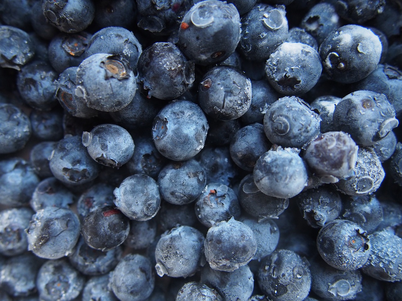 blueberries fruits food free photo