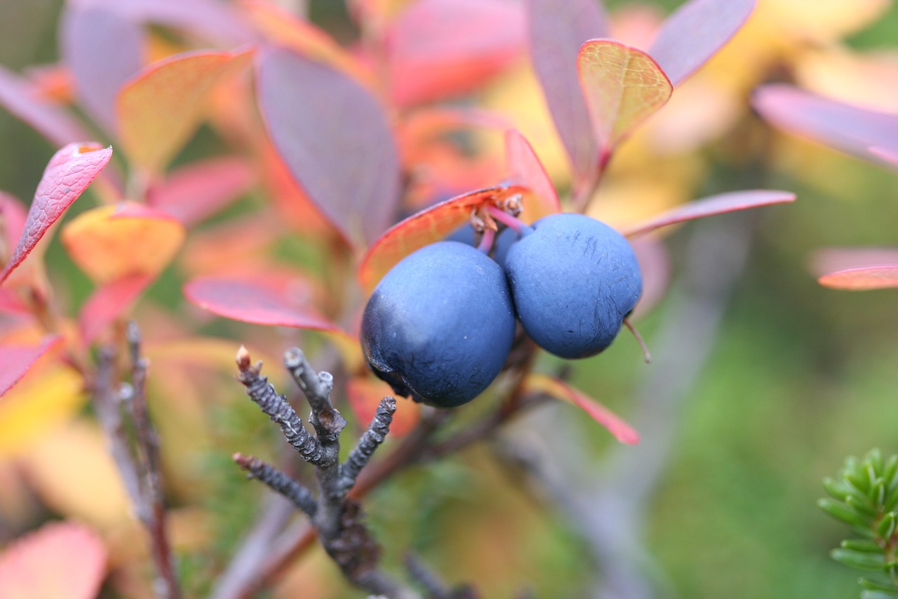 blueberries autumn berry free photo