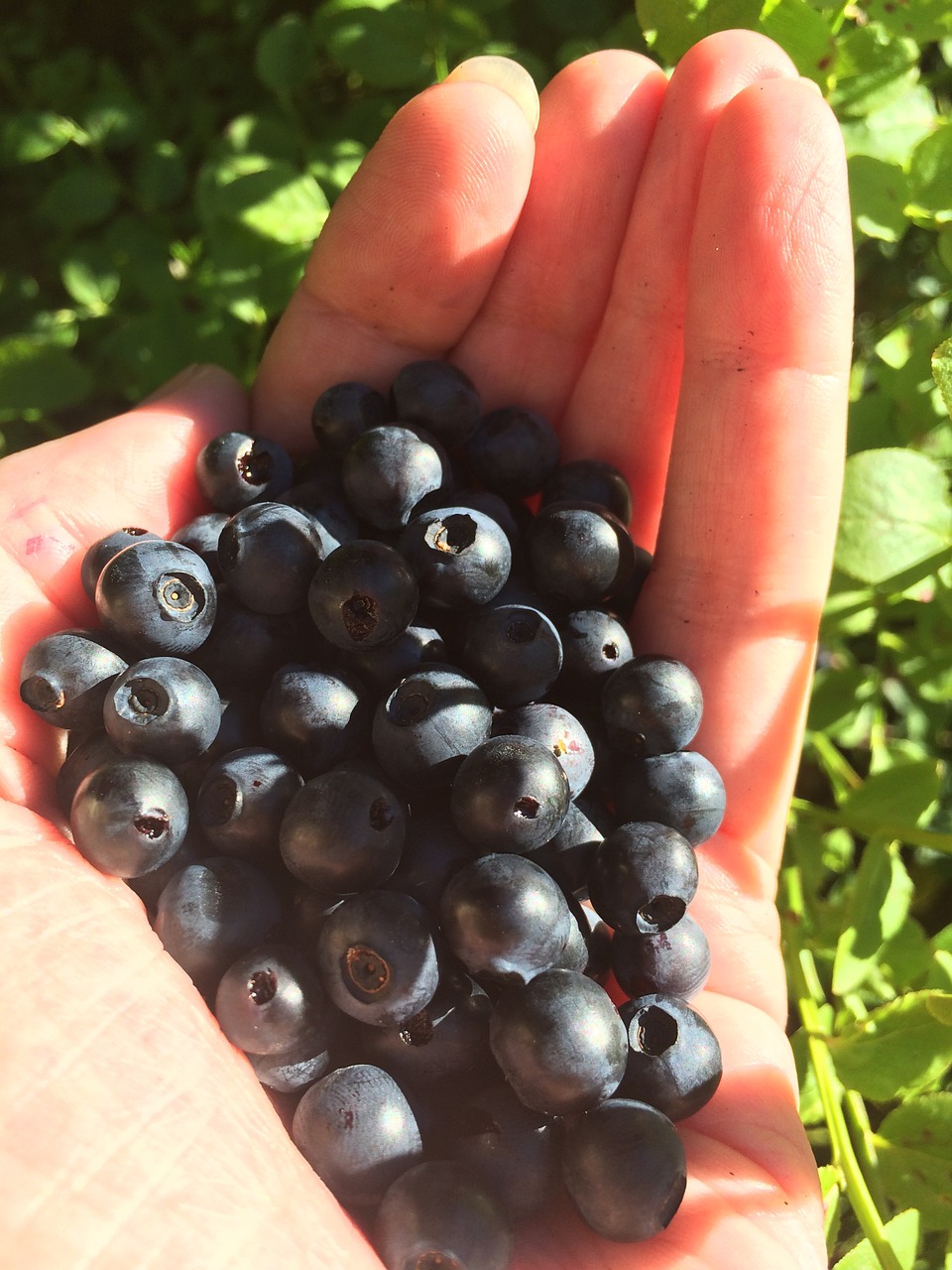 blueberries forest hand free photo