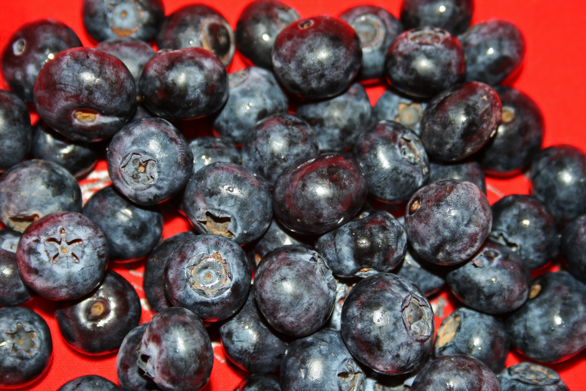 berries fresh blueberries free photo