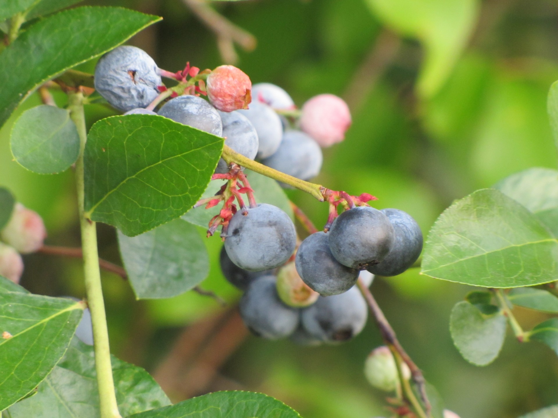 blueberries ripe purple free photo