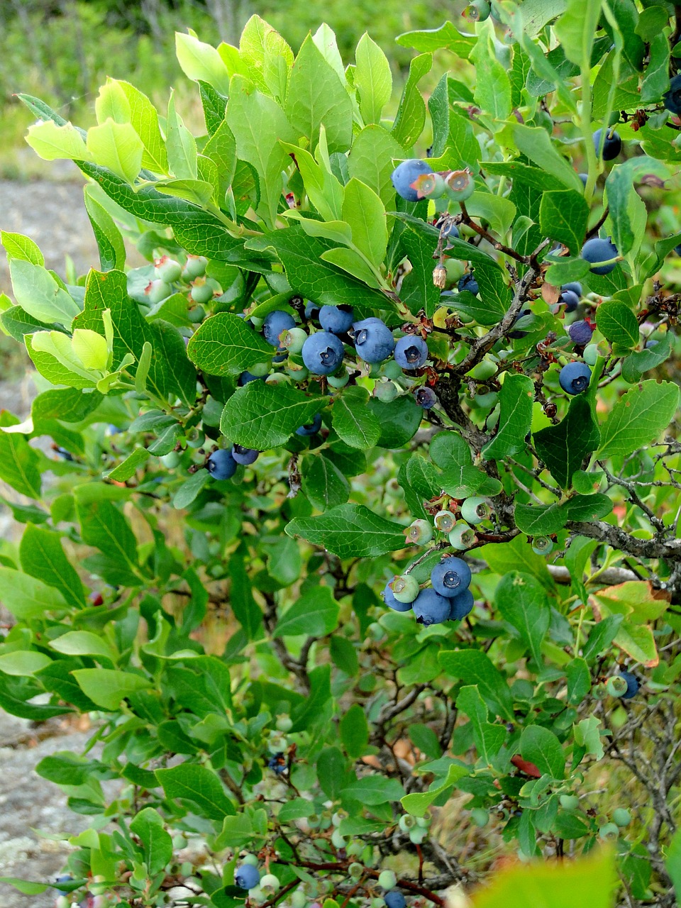 blueberry bush shrub free photo