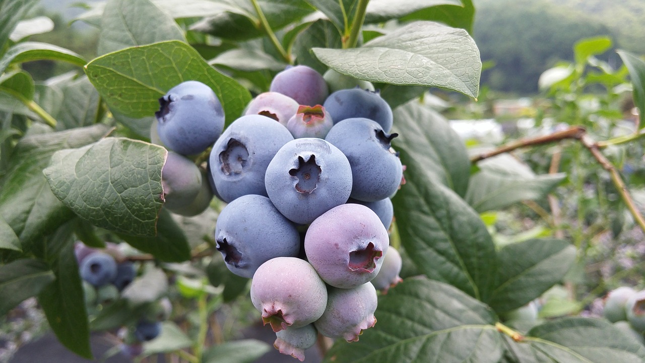 blueberry blueberry fruit purple fruit free photo