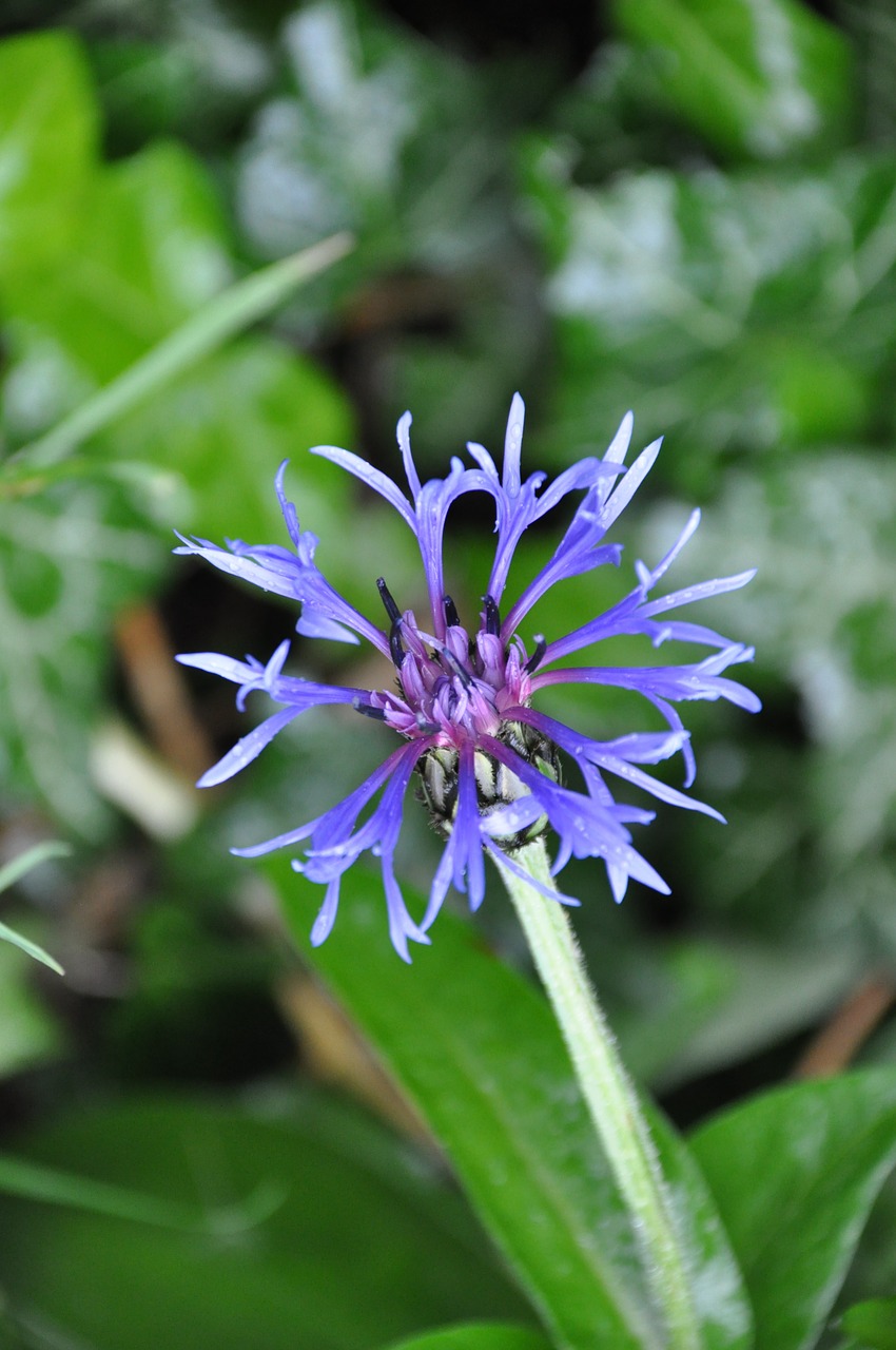 blueberry flower blue flower free photo