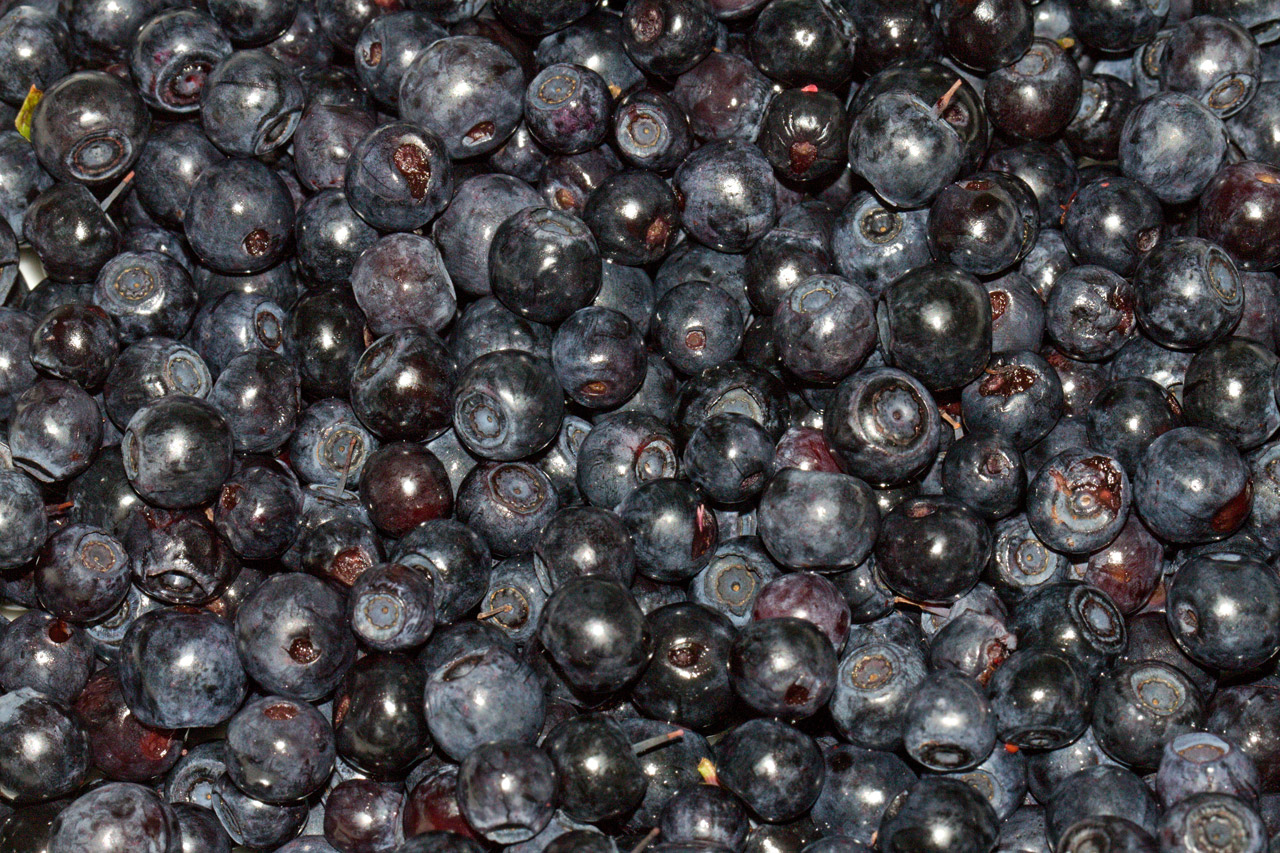 blueberry wild fruit free photo