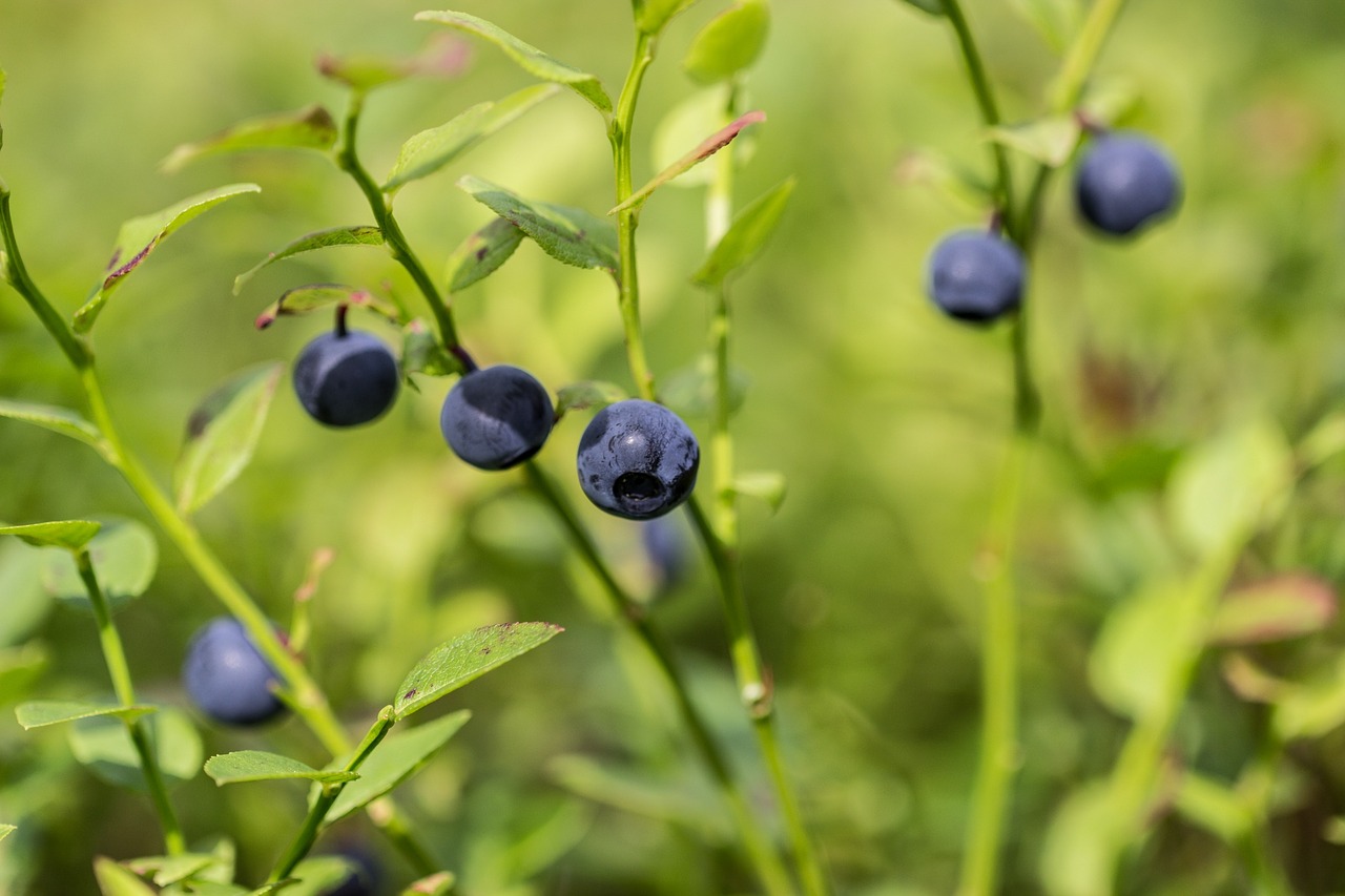 blueberry forest finnish free photo