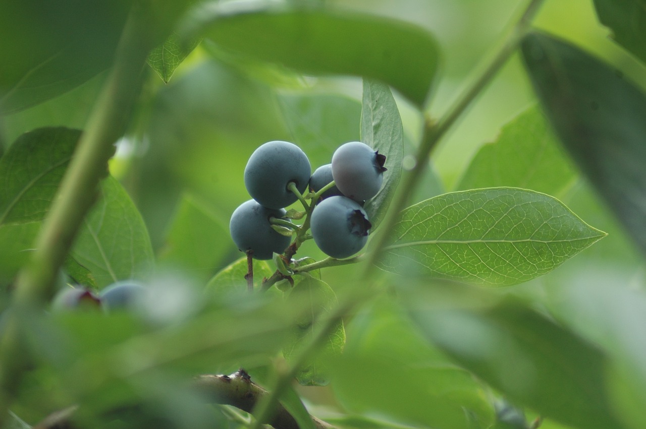 blueberry fruits fruit free photo