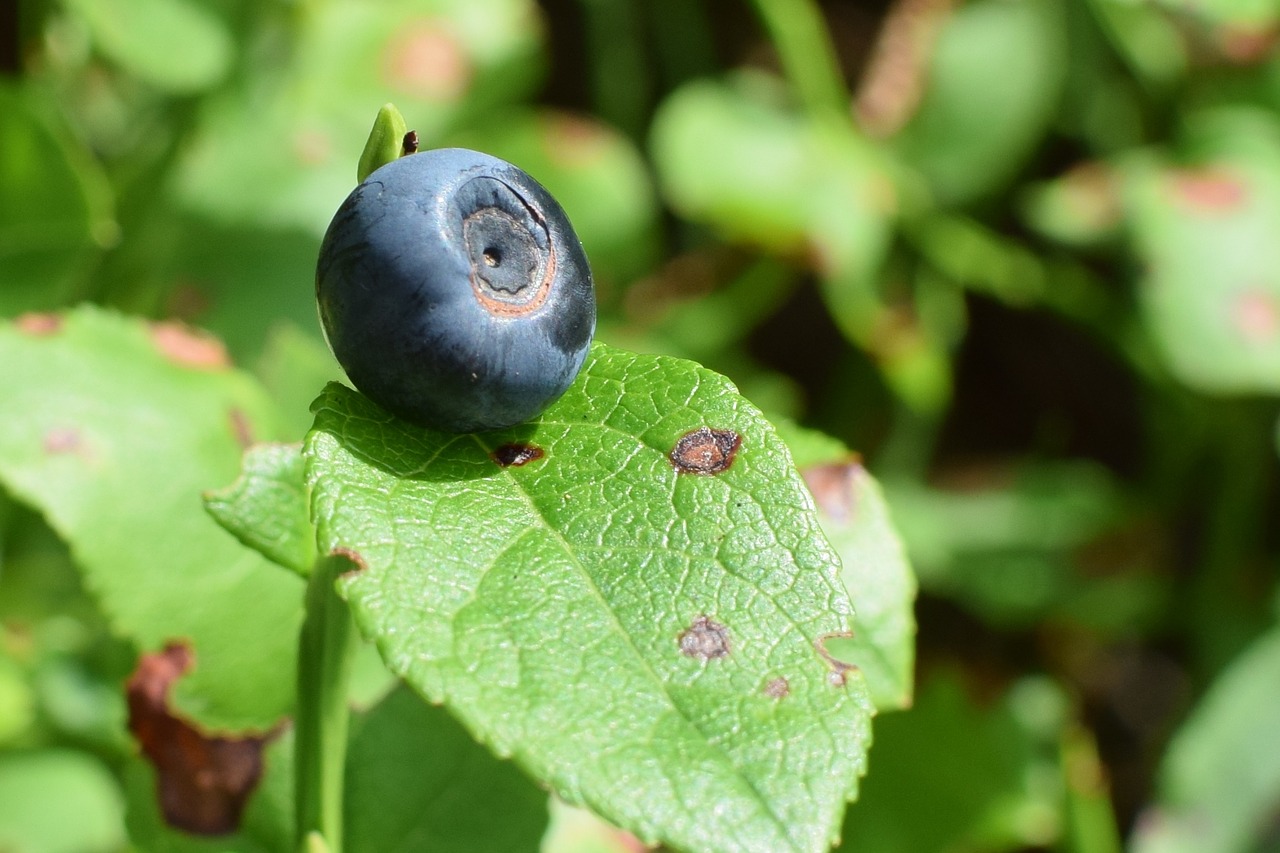 blueberry wild berry delicious free photo