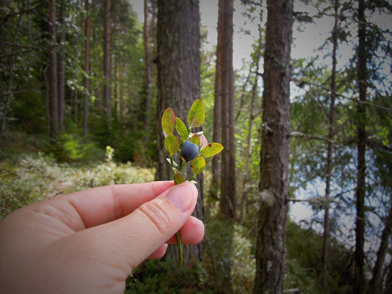blueberry blueberry twig hand free photo