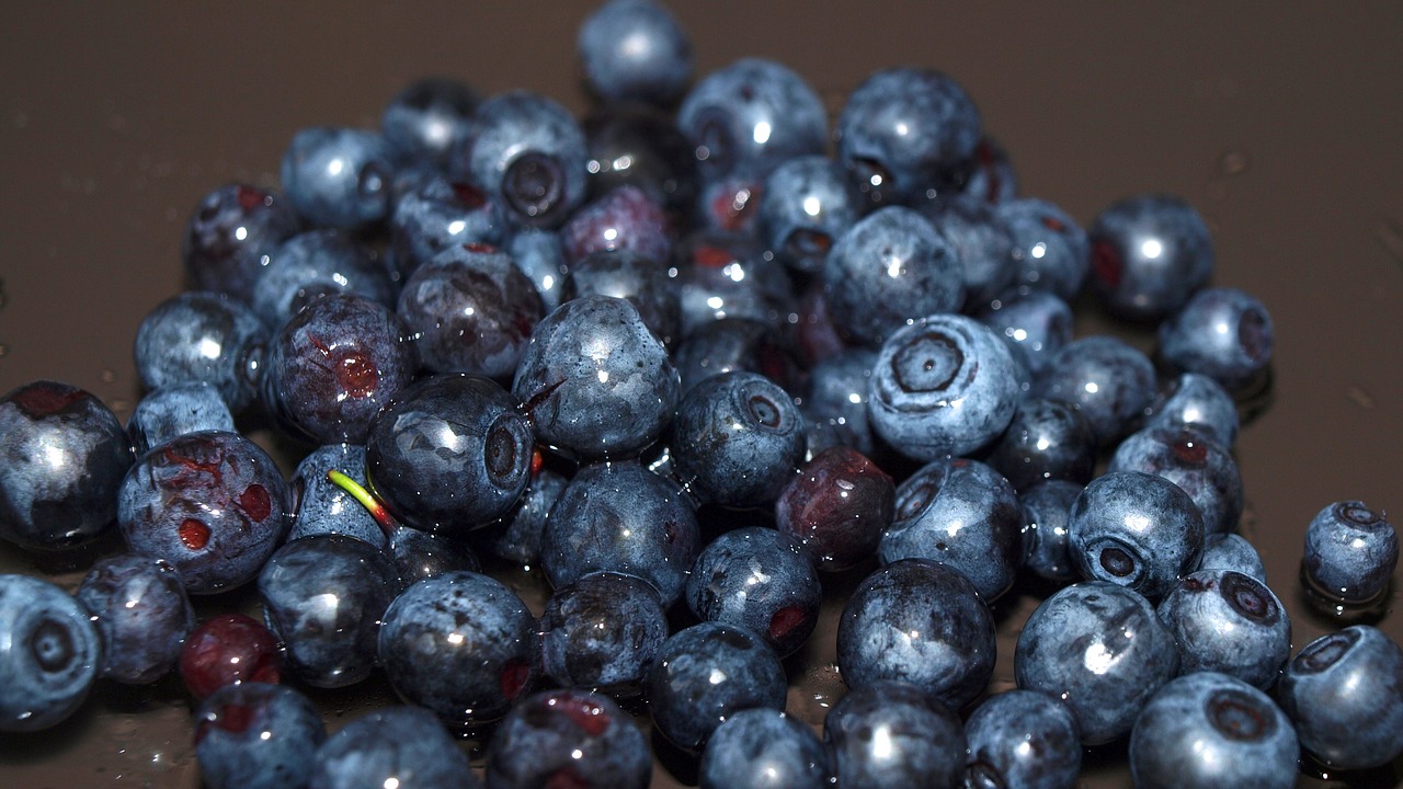 blueberry berry forest berries free photo