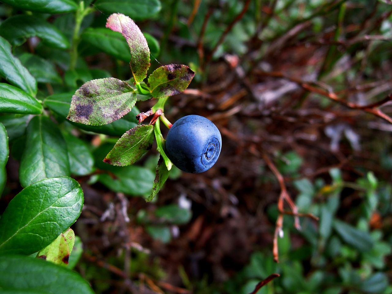 blueberry berry wild berry free photo
