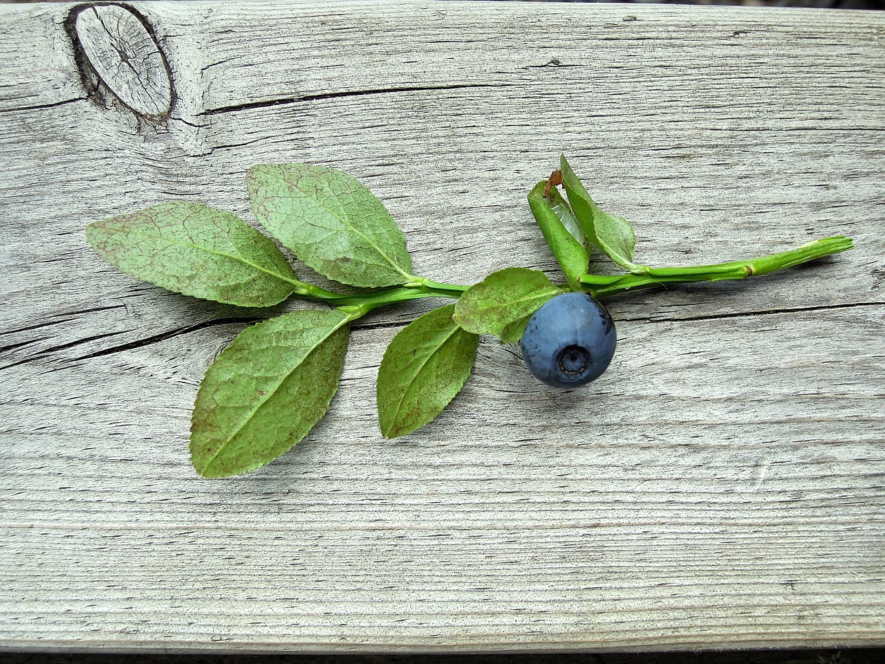 blueberry blueberry twig plant free photo