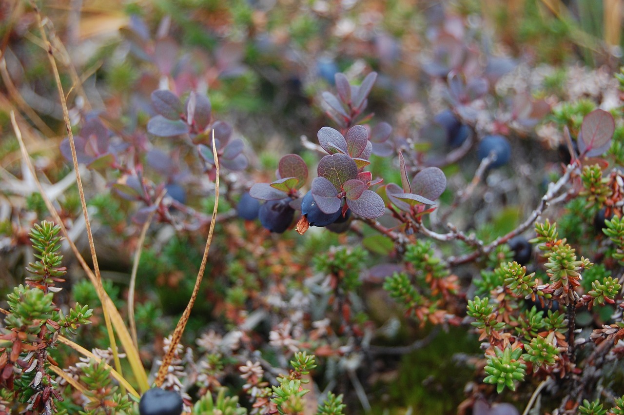 blueberry greenland natural free photo