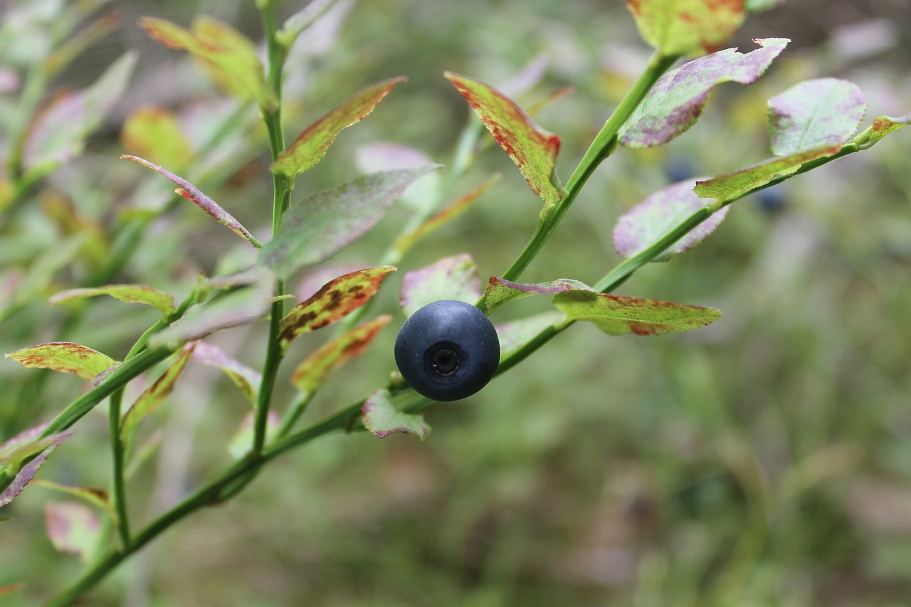 blueberry summer berry free photo