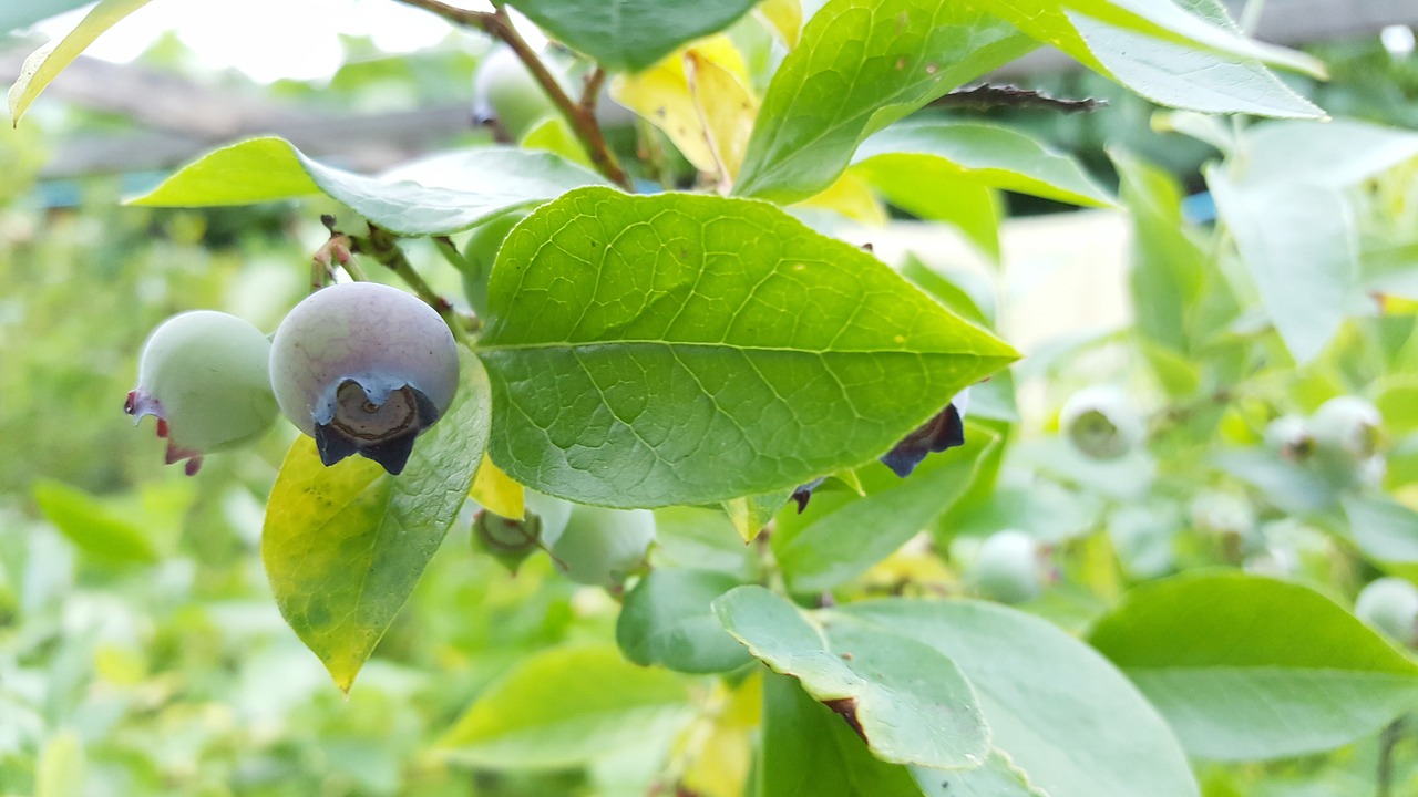 blueberry fruit delicious free photo