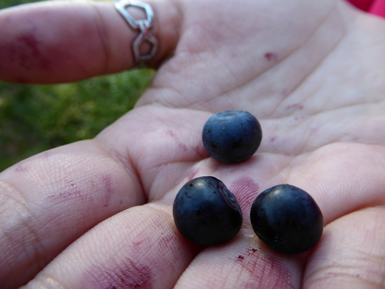 blueberry hand autumn free photo