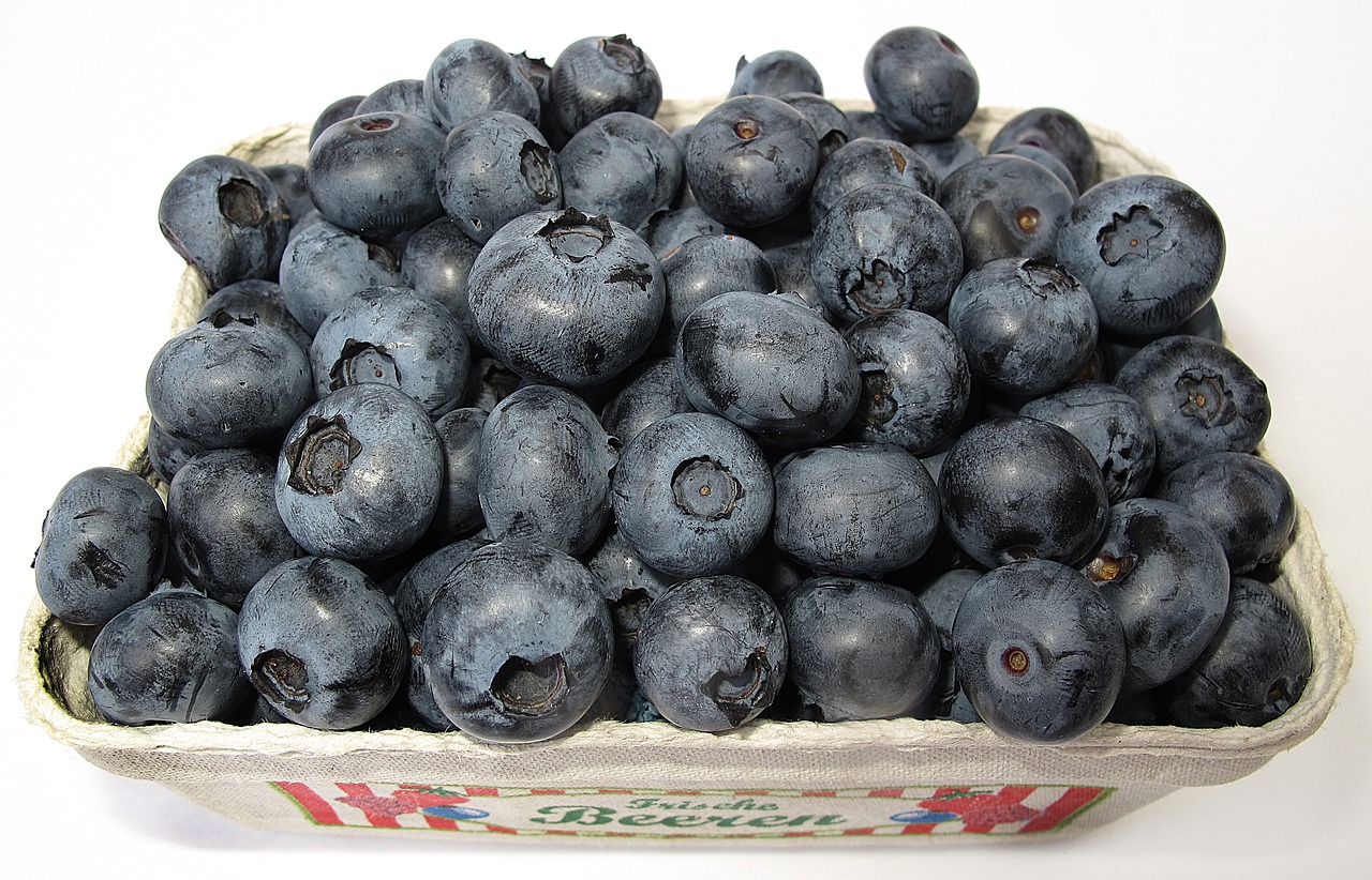blueberry black berry vaccinium corymbosum free photo