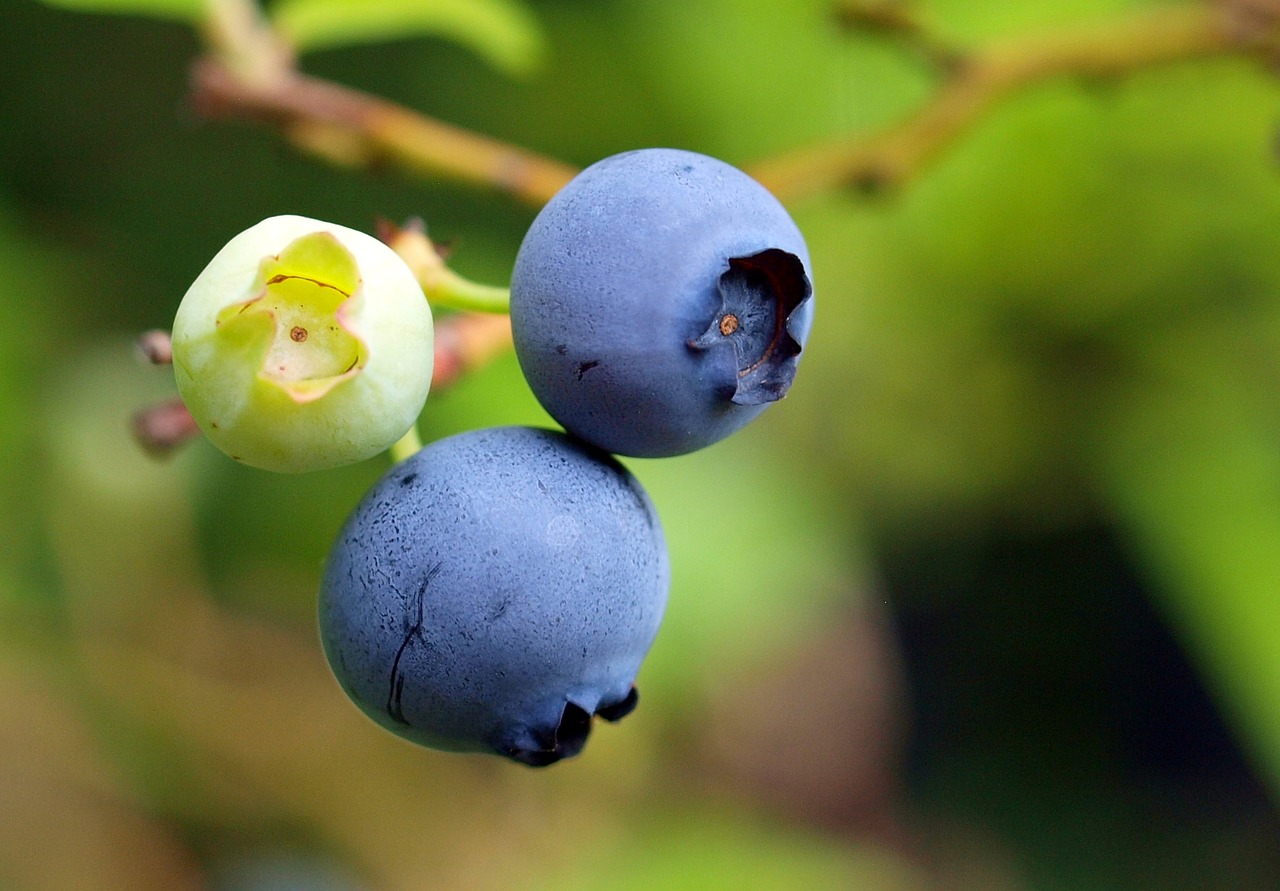 blueberry berry food free photo