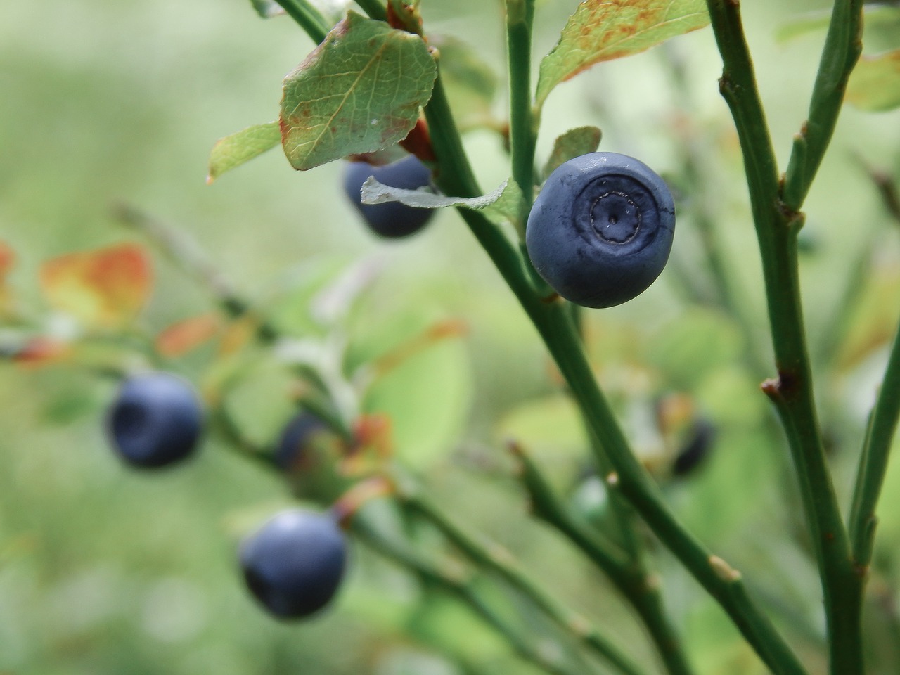 blueberry nature food free photo