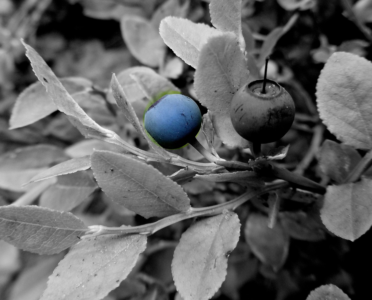 blueberry boroviní blue free photo