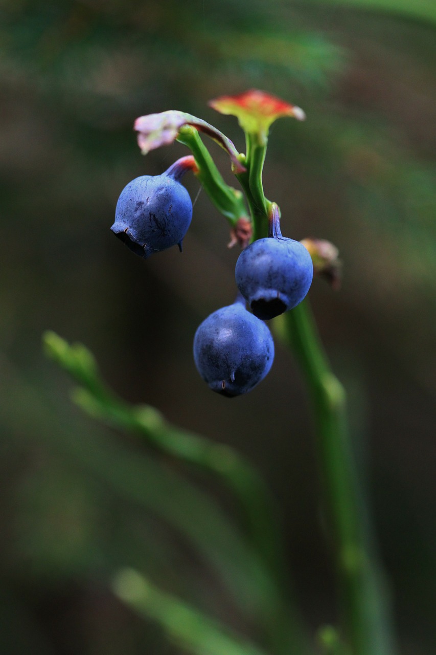 blueberry blueberries berry free photo