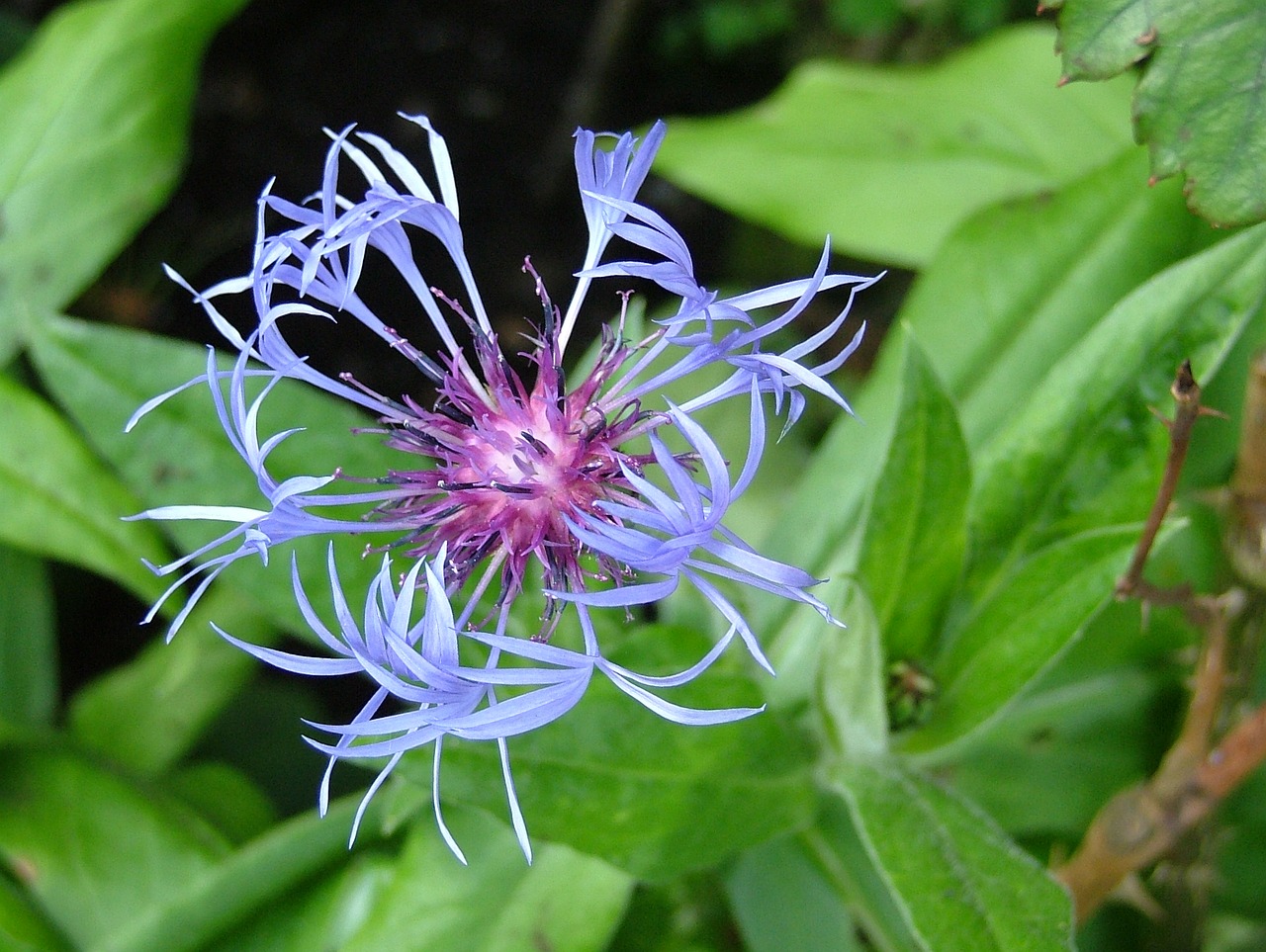 blueberry blue flower wild flowers free photo