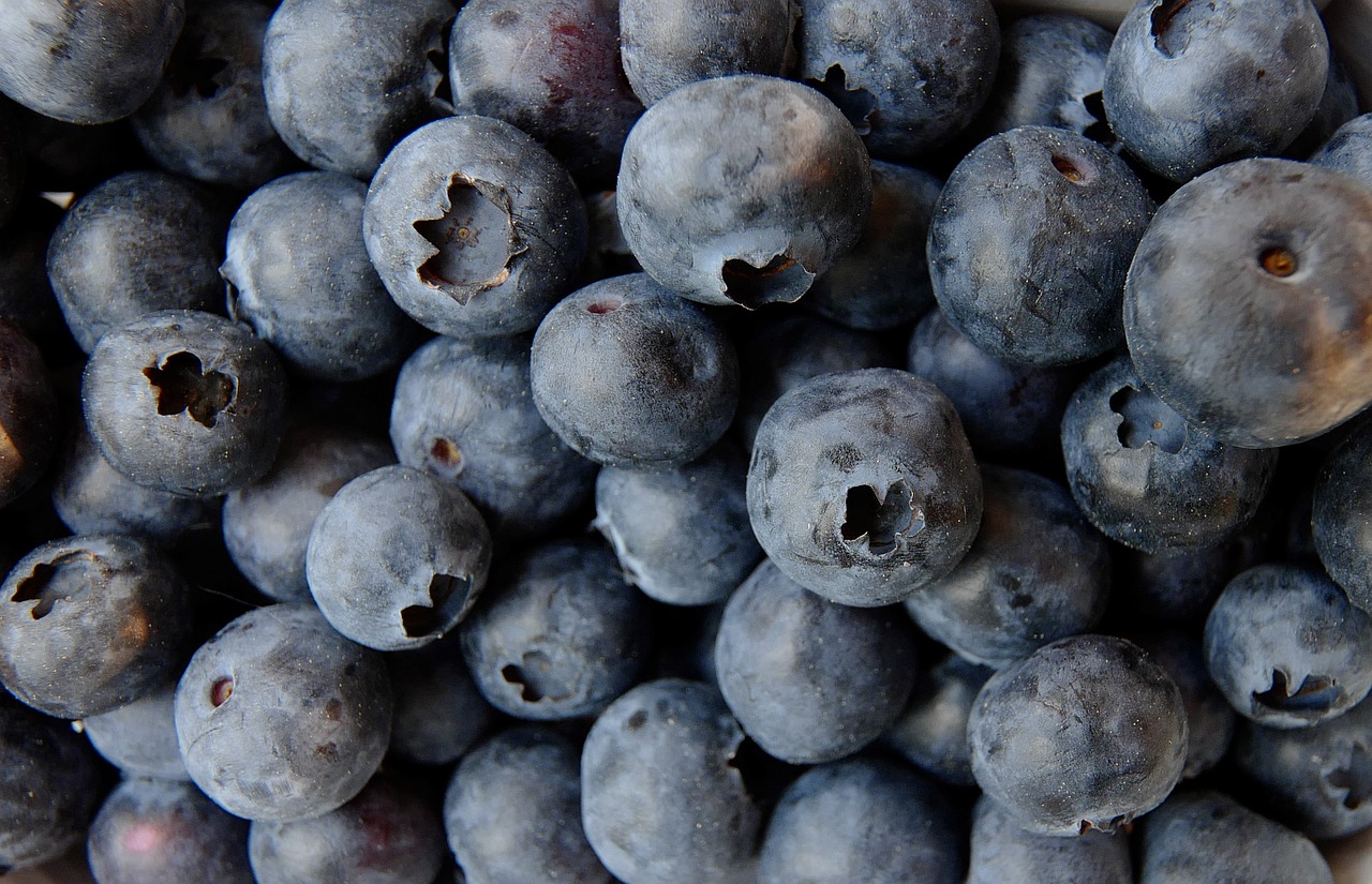 blueberry  blueberries  food free photo