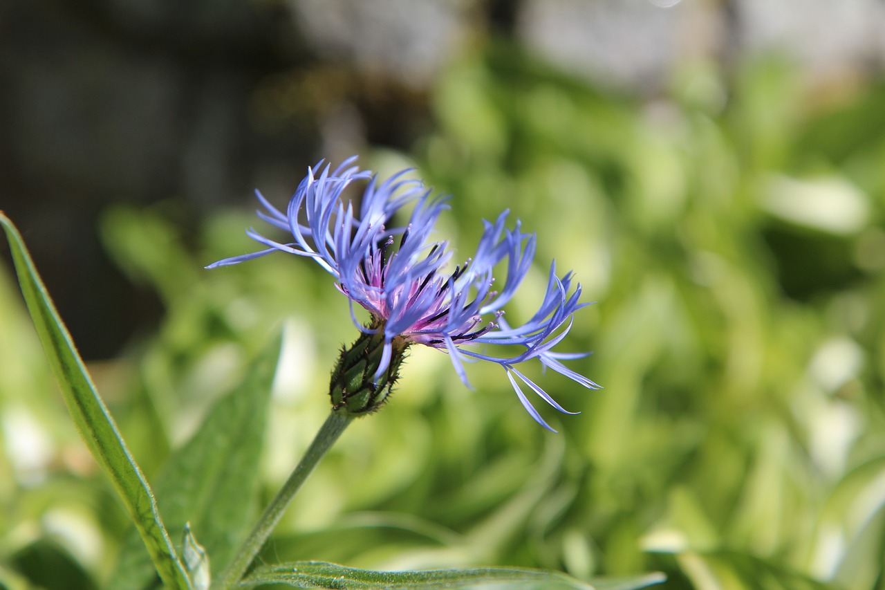 blueberry  blue flower  wild flowers free photo