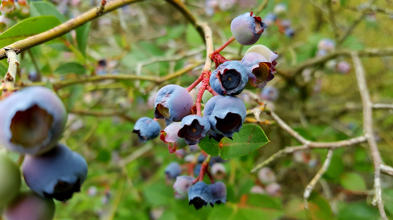 blueberry  fruit  grow free photo