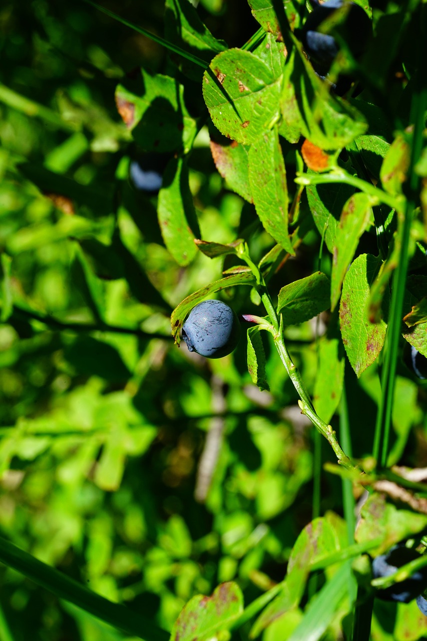 blueberry  berry  fruit free photo