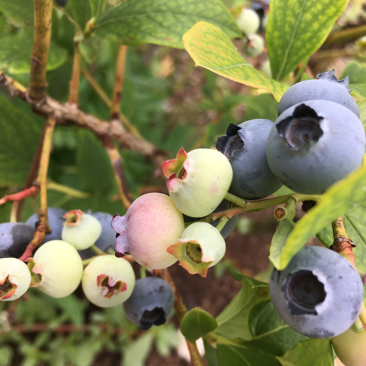 blueberry  nature  fruit free photo