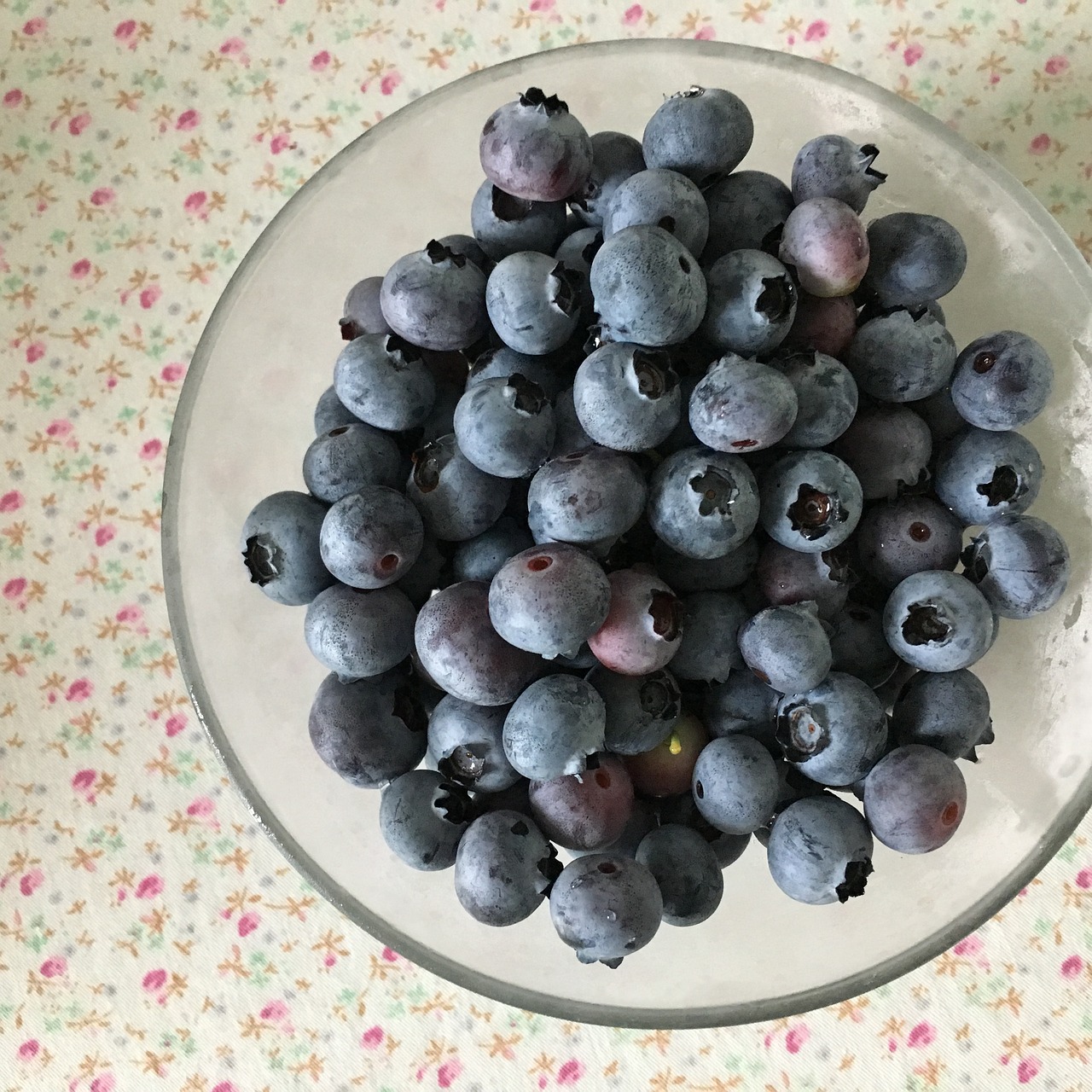 blueberry  nature  fruit free photo