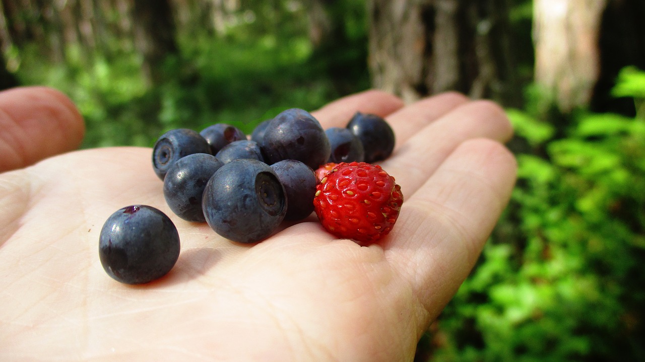 blueberry  strawberry  berry free photo