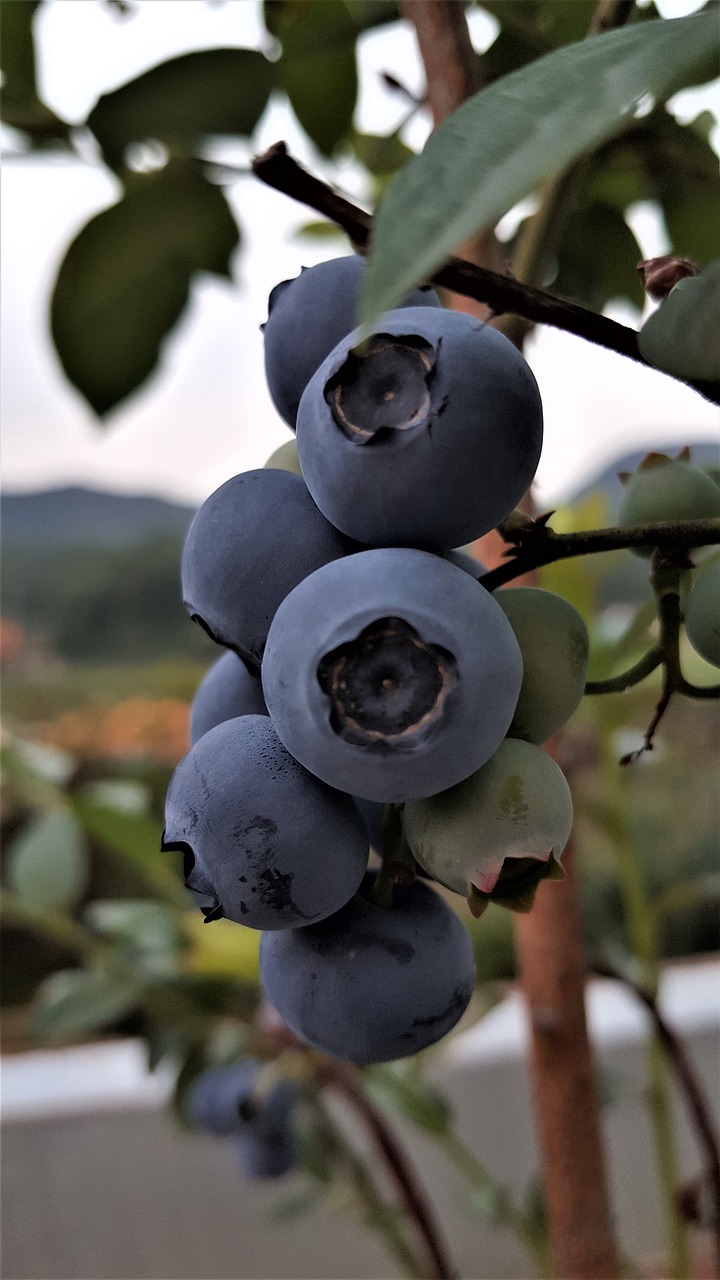 blueberry  fruit  berry free photo