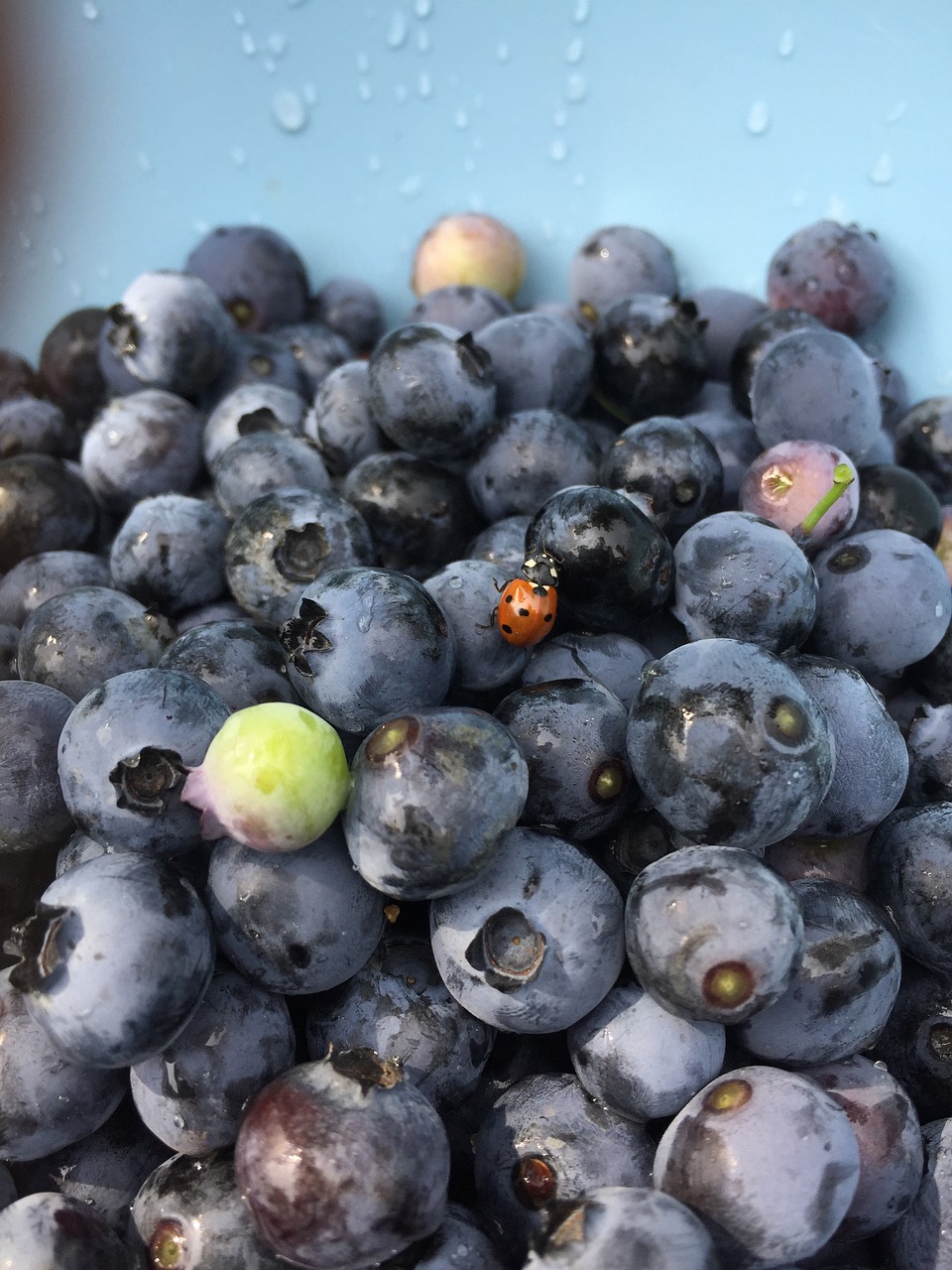 blueberry  ladybug  blue free photo