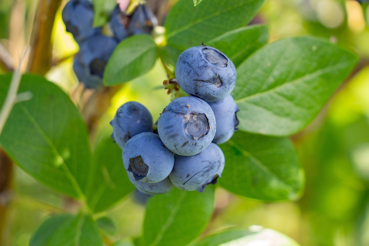 blueberry  fruit  healthy free photo