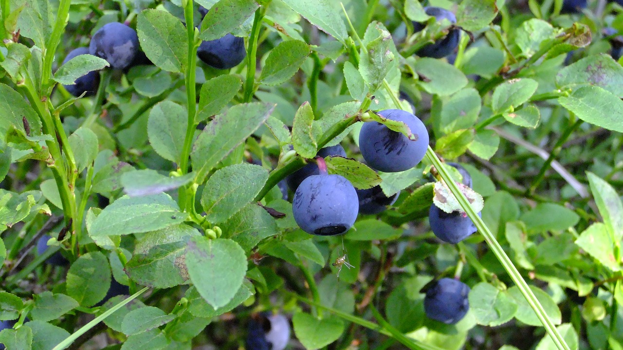 blueberry  proper nutrition  summer free photo