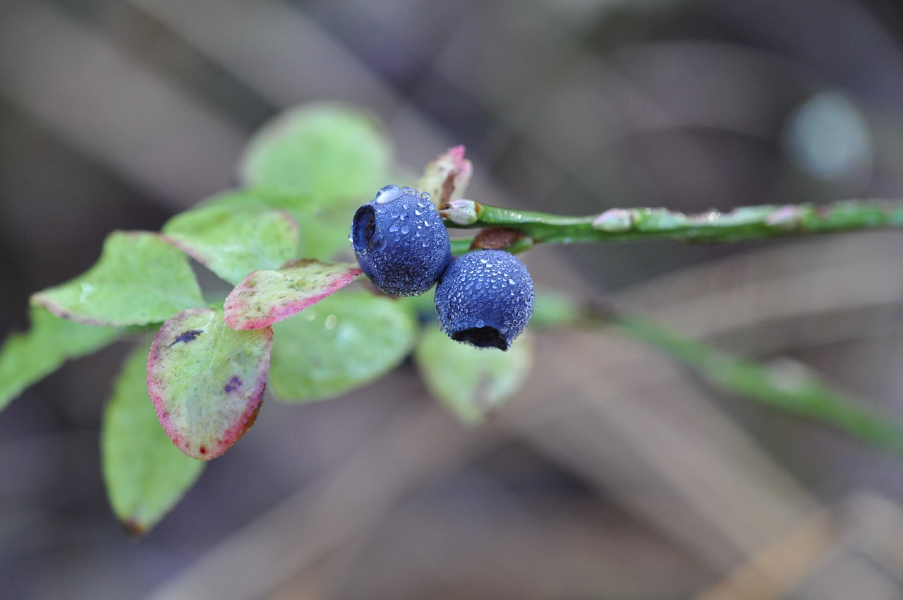 blueberry  forest  berry free photo