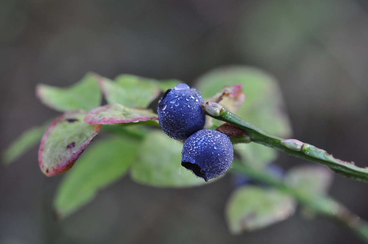 blueberry  blue berries  berries free photo