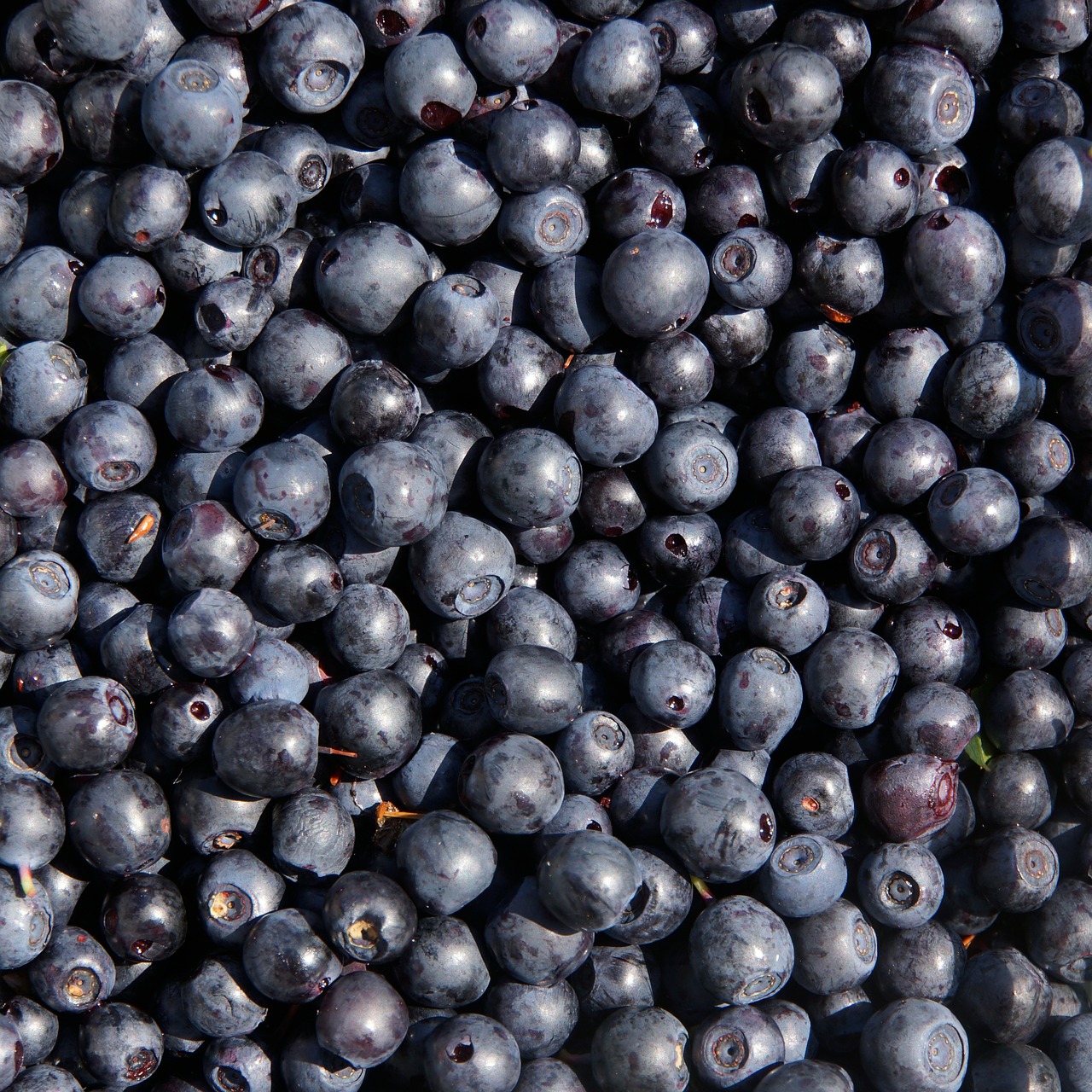 blueberry wild berry berry picking free photo