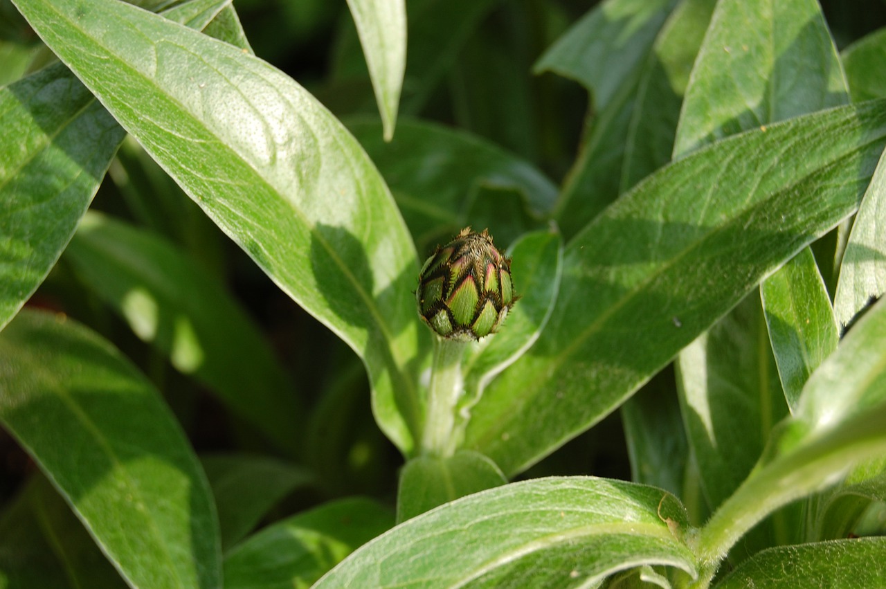 blueberry  bud  flower free photo